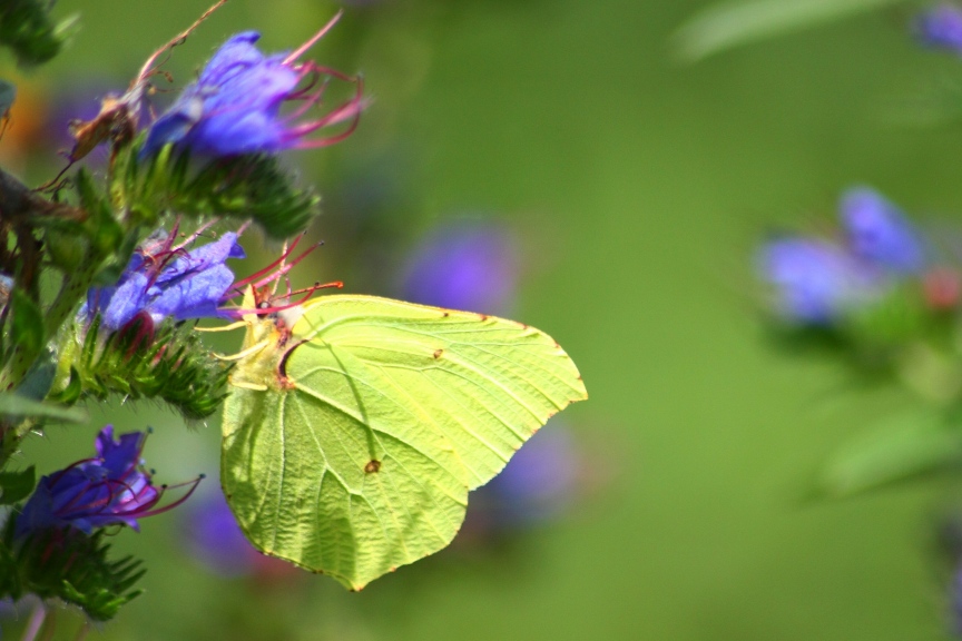 gonepteryx rhamni : una foglia gialla al vento